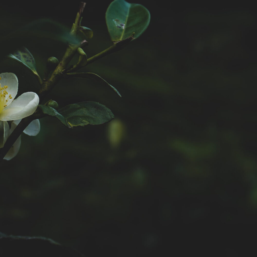 T 2-Fragrance (Thilini Bhagya Heetiarachchi)